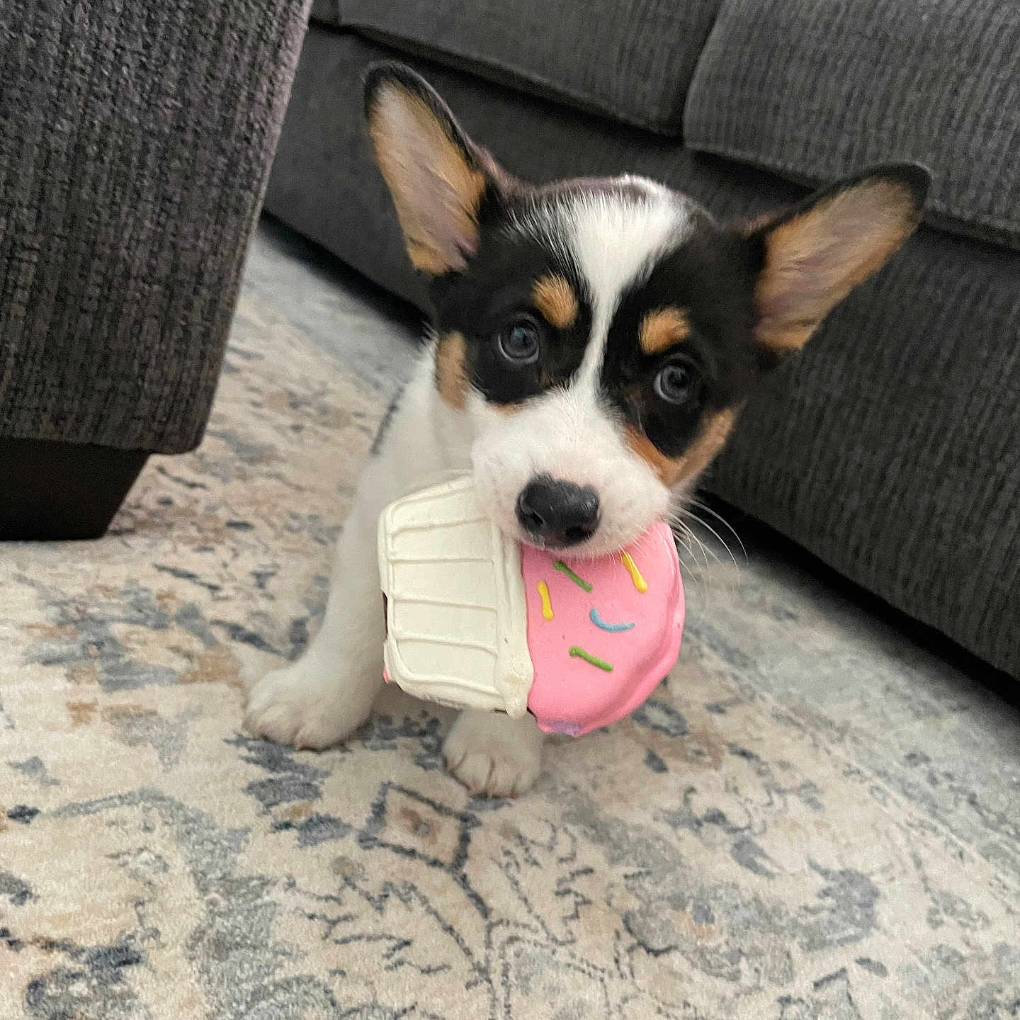 Luna joined the competition — help win amazing prizes! animal, ball, canine, couch, cushion, dog, football, furniture, homedecor, hound, husky, indoors, person, pet, puppy, soccer, soccerball, sport, tennis, tennisball