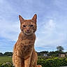 animal, calm, cat, clouds, daytime, ears, fence, fur, ginger_cat, grass, mammal, nature, outdoor, pet, portrait, sitting, sky, stone_ledge, tree, whiskers