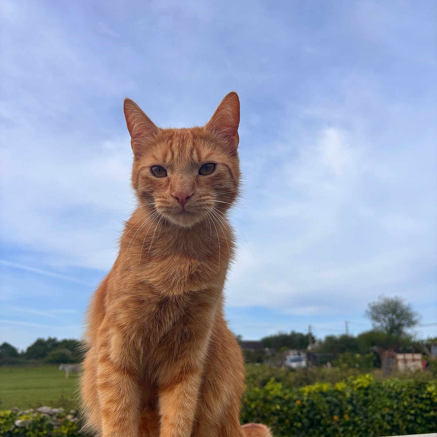 Ronald participe au concours pour gagner de l'argent avec cette photo : animal, calm, cat, clouds, daytime, ears, fence, fur, ginger_cat, grass, mammal, nature, outdoor, pet, portrait, sitting, sky, stone_ledge, tree, whiskers