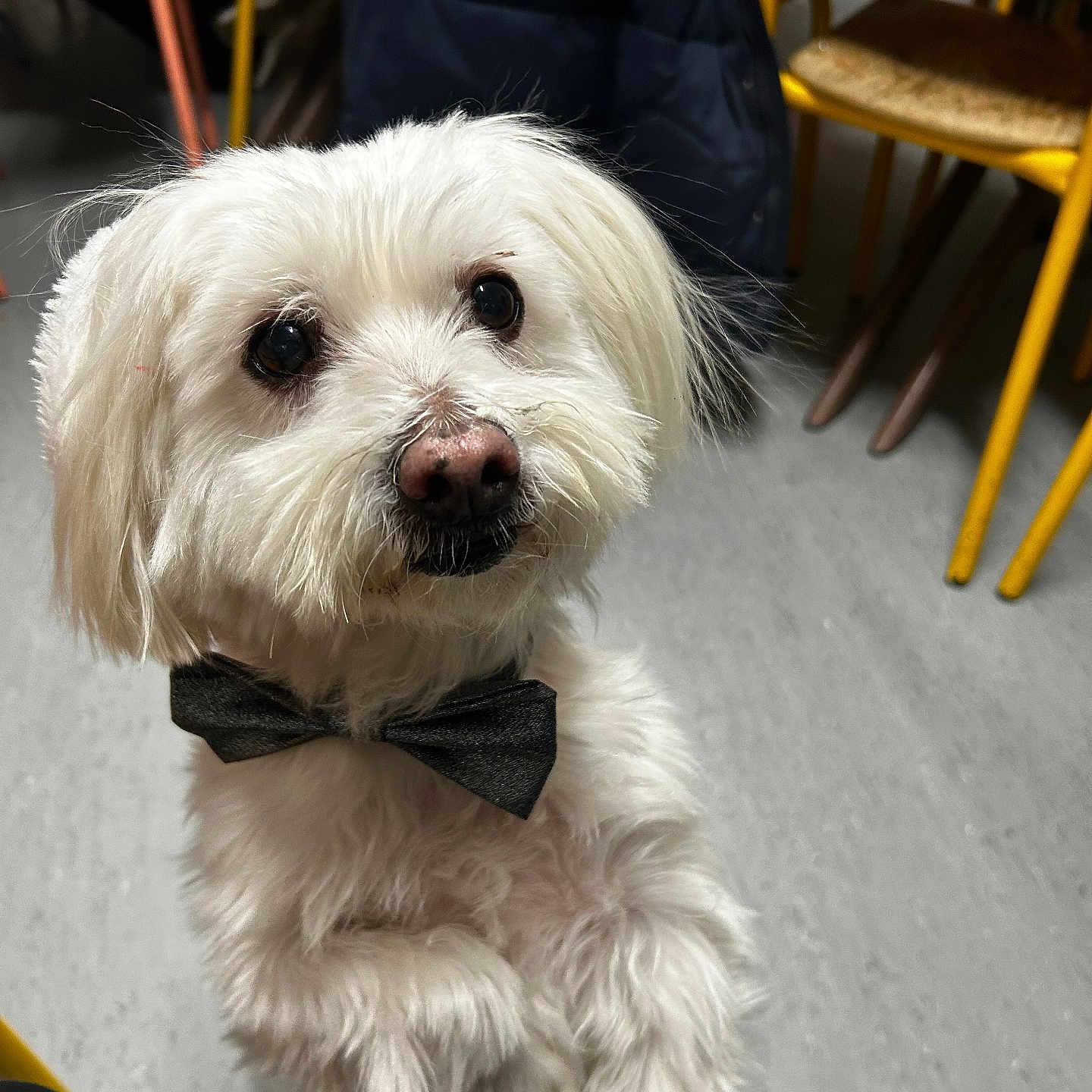 Roméo a rejoint le concours — aidez-le/la à gagner de superbes lots ! accessories, animal, bowtie, canine, chair, couch, dog, formalwear, furniture, machine, person, pet, plywood, poodle, puppy, spoke, terrier, tie, whitedog, wood