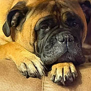 Annie joined the competition — help win amazing prizes! dog, resting, close_up, brown_fur, wrinkled_face, paws, sleepy, pet, canine, indoors, relaxed, large_dog, muzzle, ears, fur_texture, animal, companion, cute, domestic_animal, portrait