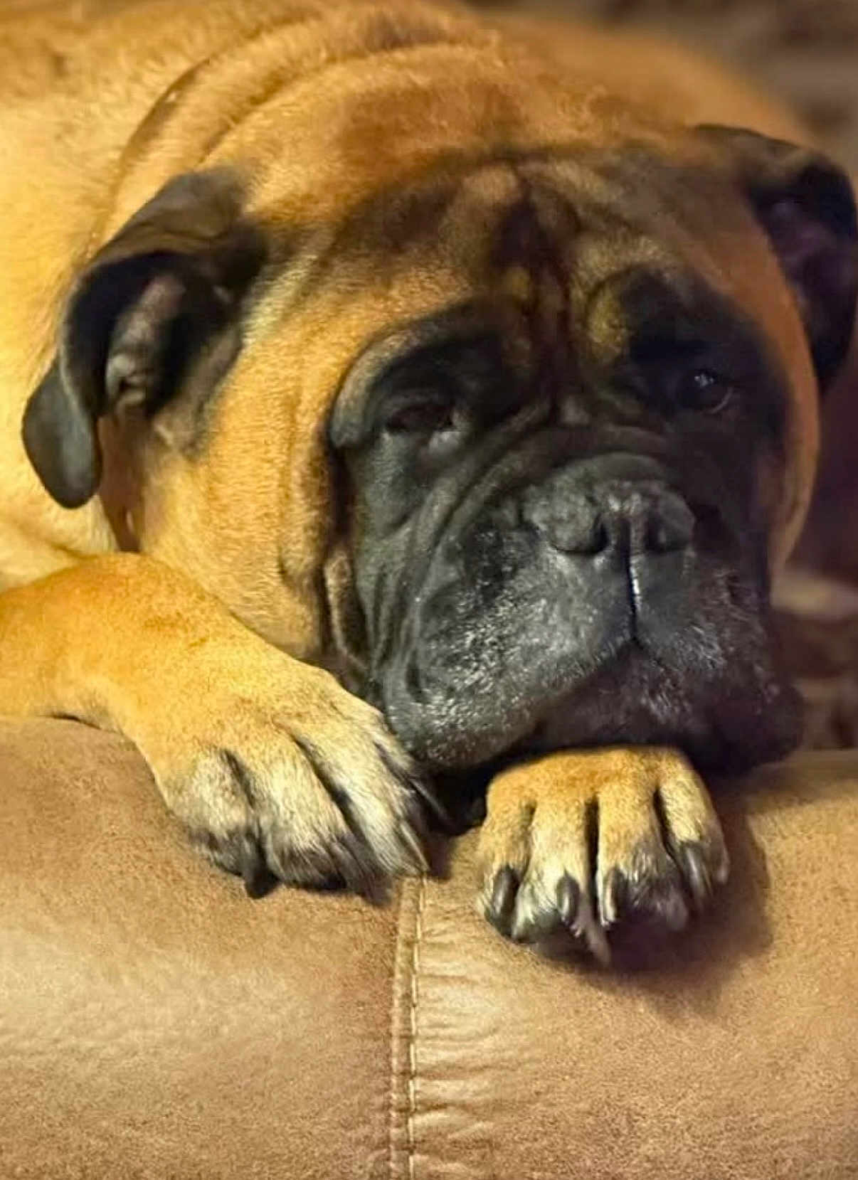 Annie joined the competition — help win amazing prizes! dog, resting, close_up, brown_fur, wrinkled_face, paws, sleepy, pet, canine, indoors, relaxed, large_dog, muzzle, ears, fur_texture, animal, companion, cute, domestic_animal, portrait