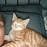 Otis is registered to the contest to win money with this photo: cat, kitten, sleeping, ginger_cat, striped, pet, indoor, bedroom, pillow, bed, resting, cozy, person, glasses, shoulder, closeup, fur, relaxing, nap, domestic_cat