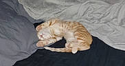 Otis is registered to the contest to win money with this photo: animal, bed, blanket, cat, comfortable, cozy, curtains, drapes, furniture, indoor, orange_tabby, paw, pet, relaxed, resting, sleeping, striped, tail, whiskers, wooden_dresser