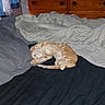 cat, orange_tabby, sleeping, bed, blanket, furniture, drapes, curtains, wooden_dresser, indoor, cozy, relaxed, pet, animal, striped, paw, tail, whiskers, resting, comfortable