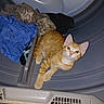 Otis is registered to the contest to win money with this photo: cat, kitten, ginger_cat, laundry, dryer, clothes, indoor, curious, pet, animal, household, appliance, fabric, soft, cozy, orange, white, fur, cute, young
