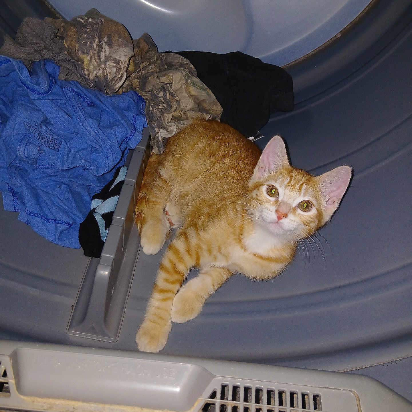 Otis is registered to the contest to win money with this photo: cat, kitten, ginger_cat, laundry, dryer, clothes, indoor, curious, pet, animal, household, appliance, fabric, soft, cozy, orange, white, fur, cute, young