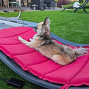 Salto a rejoint le concours — aidez-le/la à gagner de superbes lots ! backyard, cushion, dog, furniture, garden, hills, landscape, lawn, long_hair, lying_down, outdoor, patio, pet, pink, profile, relaxed, small_dog, summer, sunbathing, trampoline