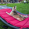 backyard, cushion, dog, furniture, garden, hills, landscape, lawn, long_hair, lying_down, outdoor, patio, pet, pink, profile, relaxed, small_dog, summer, sunbathing, trampoline