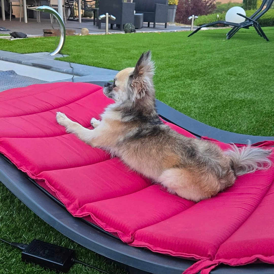 Salto a rejoint le concours — aidez-le/la à gagner de superbes lots ! backyard, cushion, dog, furniture, garden, hills, landscape, lawn, long_hair, lying_down, outdoor, patio, pet, pink, profile, relaxed, small_dog, summer, sunbathing, trampoline