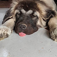 Cerbère a rejoint le concours — aidez-le/la à gagner de superbes lots ! adorable, animal, canine, closeup, companion, cute, dog, domestic, floor, fluffy, fur, indoor, lazy, muzzle, paw, pet, relaxed, resting, sleeping, tongue_out