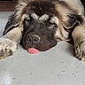 adorable, animal, canine, closeup, companion, cute, dog, domestic, floor, fluffy, fur, indoor, lazy, muzzle, paw, pet, relaxed, resting, sleeping, tongue_out