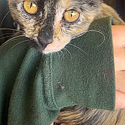 Pumpkin joined the competition — help win amazing prizes! cat, tortoiseshell, close_up, golden_eyes, fur, whiskers, hand, green_sweater, sleeve, person, pet, animal, domestic, cute, curious, indoor, portrait, feline, holding, soft_texture