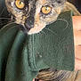 cat, tortoiseshell, close_up, golden_eyes, fur, whiskers, hand, green_sweater, sleeve, person, pet, animal, domestic, cute, curious, indoor, portrait, feline, holding, soft_texture