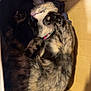 cat, sleeping, box, cardboard, fur, pet, cozy, animal, resting, tabby, collar, indoor, cute, whiskers, paw, feline, relaxed, domestic, soft, nest
