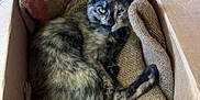 Pumpkin is registered to the contest to win money with this photo: cat, tortoiseshell, cardboard_box, burlap_sack, feline, resting, cozy, indoor, wooden_wall, pet, animal, sleepy, fur, ears, paw, relaxed, cute, domestic_cat, one_eye_open, quiet
