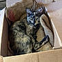 cat, tortoiseshell, cardboard_box, burlap_sack, feline, resting, cozy, indoor, wooden_wall, pet, animal, sleepy, fur, ears, paw, relaxed, cute, domestic_cat, one_eye_open, quiet
