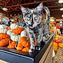 kitten, cat, pumpkins, market, autumn, orange, white, wooden_beams, indoor, animal, cute, tongue_out, fall, decorations, curious, feline, holiday, display, pet, festive