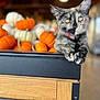 kitten, cat, tortoiseshell, pumpkins, orange, white, table, wood, indoor, animal, pet, collar, curious, face, eyes, paws, fall, harvest, decor, blurred_background