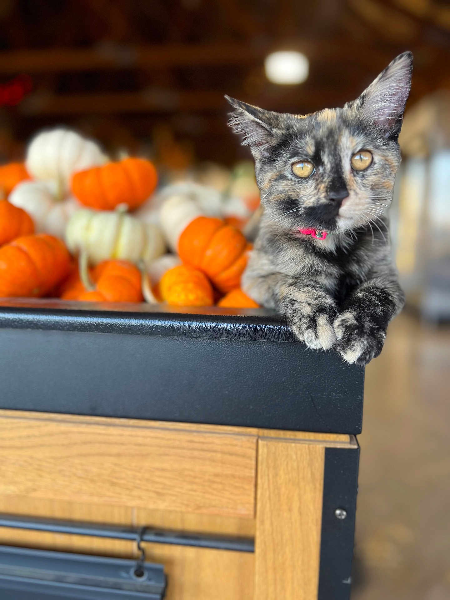 Pumpkin