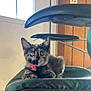cat, kitten, tortoiseshell, pink_collar, indoor, chair, cushion, window, wood_paneling, pet, feline, resting, curious, young_animal, domestic_animal, whiskers, ears, yellow_eyes, furniture, relaxed