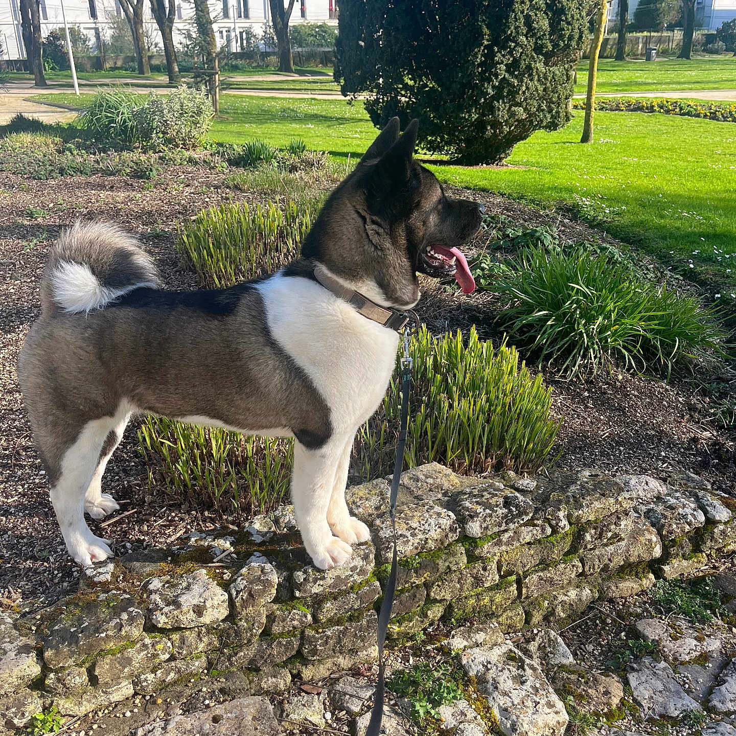 Naya a rejoint le concours — aidez-le/la à gagner de superbes lots ! animal, canine, dog, grass, herbal, herbs, husky, land, nature, outdoors, park, path, pet, plant, rock, slate, tree, vegetation, walkway, woodland