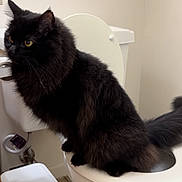 Taz joined the competition — help win amazing prizes! cat, black_cat, fluffy, toilet, bathroom, pet, animal, feline, yellow_eyes, indoor, curious, sitting, clean, white, fur, tail, household, home, toilet_seat, fixture