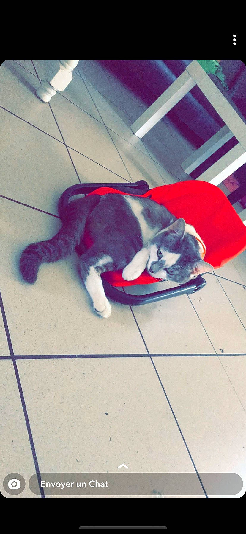 Pimky participe au concours pour gagner de l'argent avec cette photo : canidae, carmine, carnivore, collar, comfort, companion_dog, dog, dog_breed, dog_supply, electric_blue, fawn, floor, flooring, fur, hardwood, pet_supply, shoe, snout, sporting_group, tail