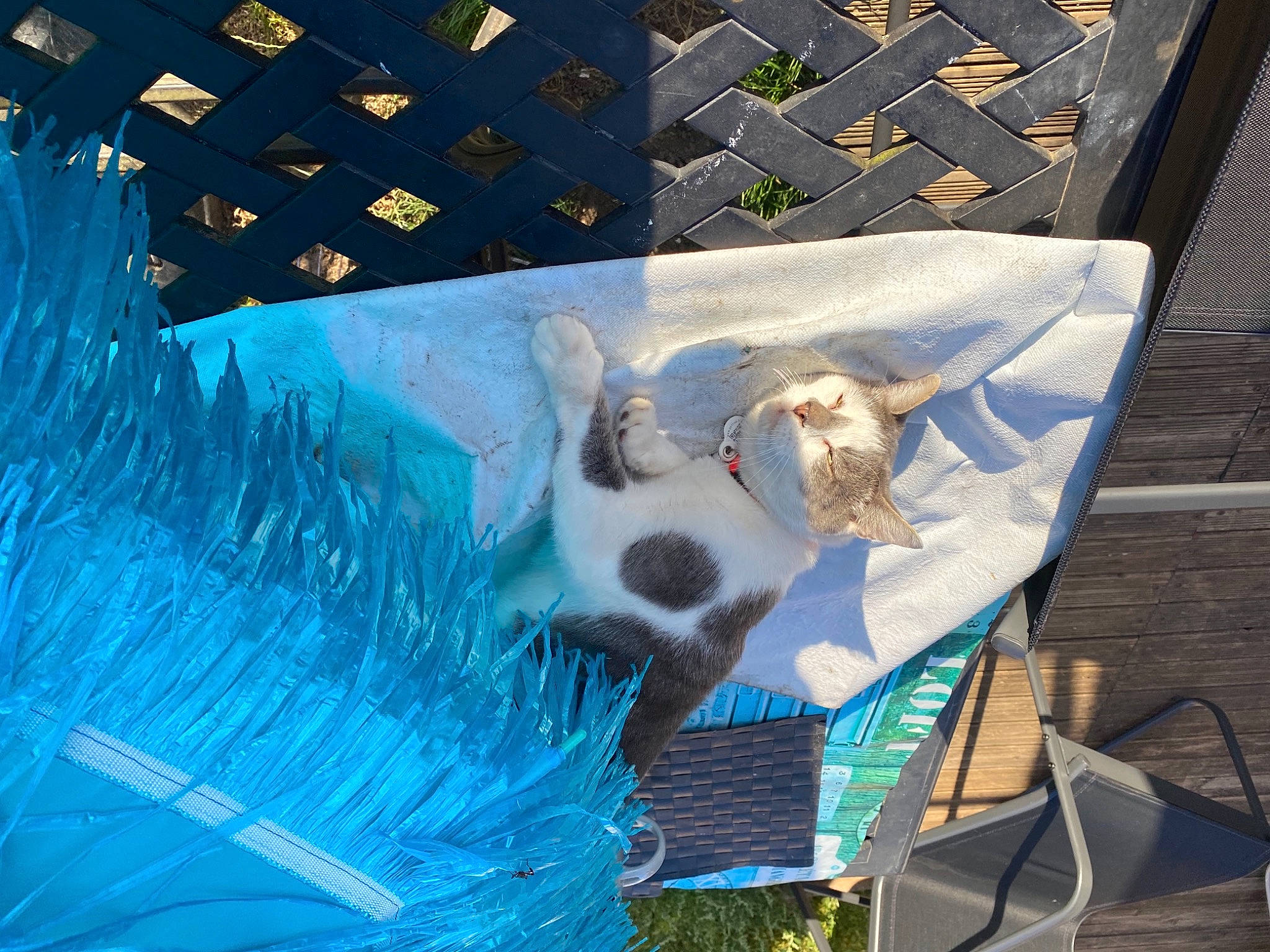 Pimky a rejoint le concours — aidez-le/la à gagner de superbes lots ! art, canidae, carnivore, companion_dog, dog_breed, electric_blue, fawn, felidae, fun, graphics, grass, illustration, leisure, mural, organism, sporting_group, tail, visual_arts, wing, world