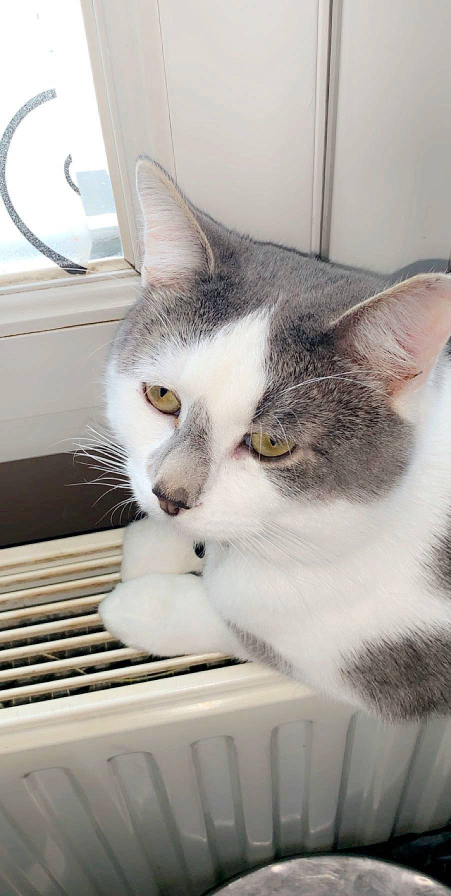 Pimky a rejoint le concours — aidez-le/la à gagner de superbes lots ! carnivore, cat, comfort, domestic_short_haired_cat, eye, felidae, fur, metal, paw, pet_supply, small_to_medium_sized_cats, snout, whiskers