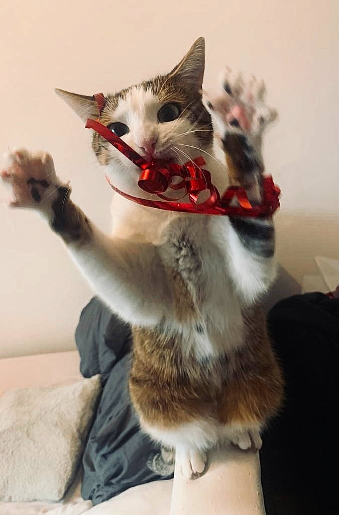 Pimka participe au concours pour gagner de l'argent avec cette photo : canidae, carnivore, cat, christmas_ornament, claw, collar, domestic_short_haired_cat, fashion_accessory, fawn, felidae, fur, fur_clothing, gesture, paw, small_to_medium_sized_cats, snout, tail, whiskers