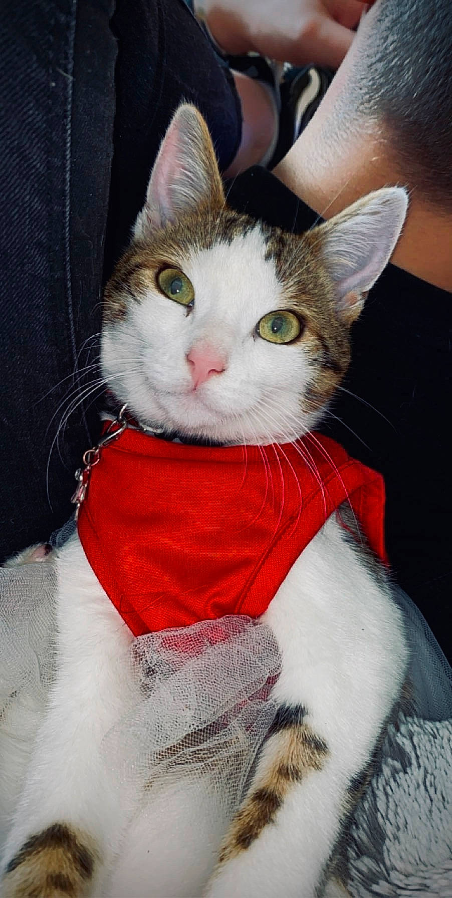 Pimka participe au concours pour gagner de l'argent avec cette photo : art, bow_tie, carnivore, cat, christmas, collar, creative_arts, domestic_short_haired_cat, fashion_accessory, felidae, fur, pattern, paw, small_to_medium_sized_cats, snout, tail, whiskers