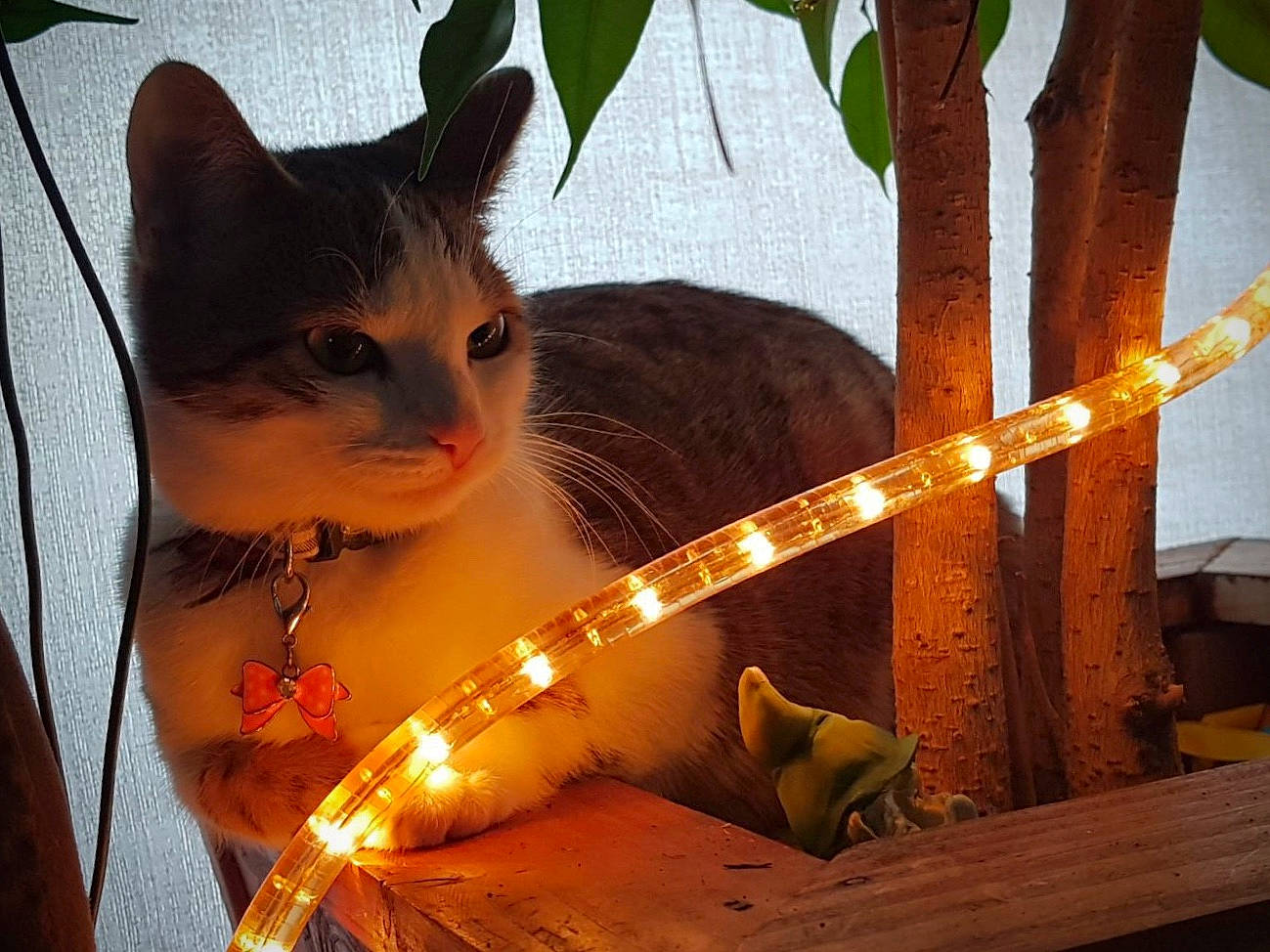 Pimka a rejoint le concours — aidez-le/la à gagner de superbes lots ! art, carnivore, cat, christmas, domestic_short_haired_cat, event, fawn, felidae, fire, flame, fur, heat, holiday, small_to_medium_sized_cats, snout, tail, tree, whiskers, window, wood