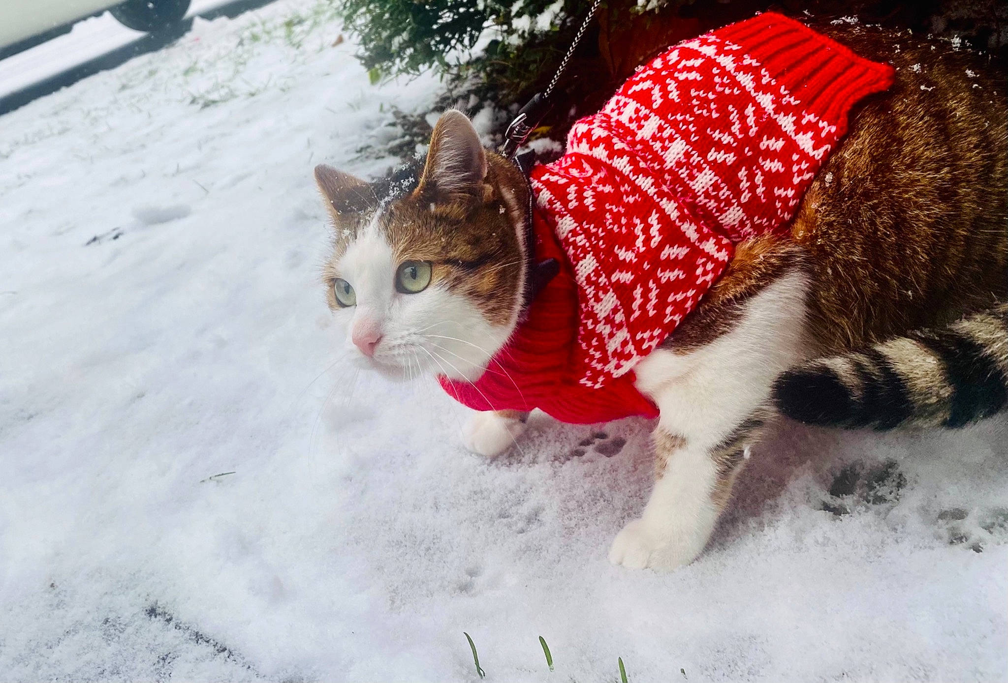 Pimka participe au concours pour gagner de l'argent avec cette photo : automotive_tire, carnivore, cat, domestic_short_haired_cat, fawn, felidae, freezing, fur, grass, hat, plant, precipitation, small_to_medium_sized_cats, snout, snow, sporting_group, tail, tree, whiskers, winter