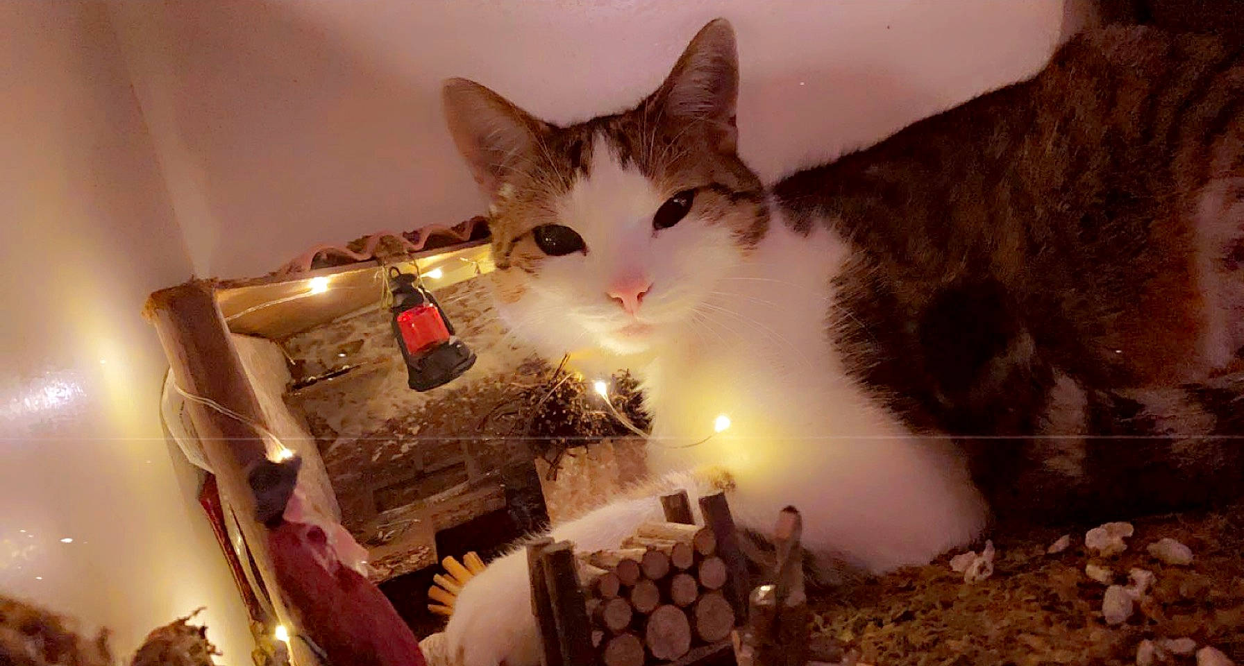 Pimka a rejoint le concours — aidez-le/la à gagner de superbes lots ! candle, carnivore, cat, christmas, christmas_eve, darkness, domestic_short_haired_cat, event, felidae, fire, fur, holiday, interior_design, lighting, small_to_medium_sized_cats, tail, tree, whiskers, window, winter