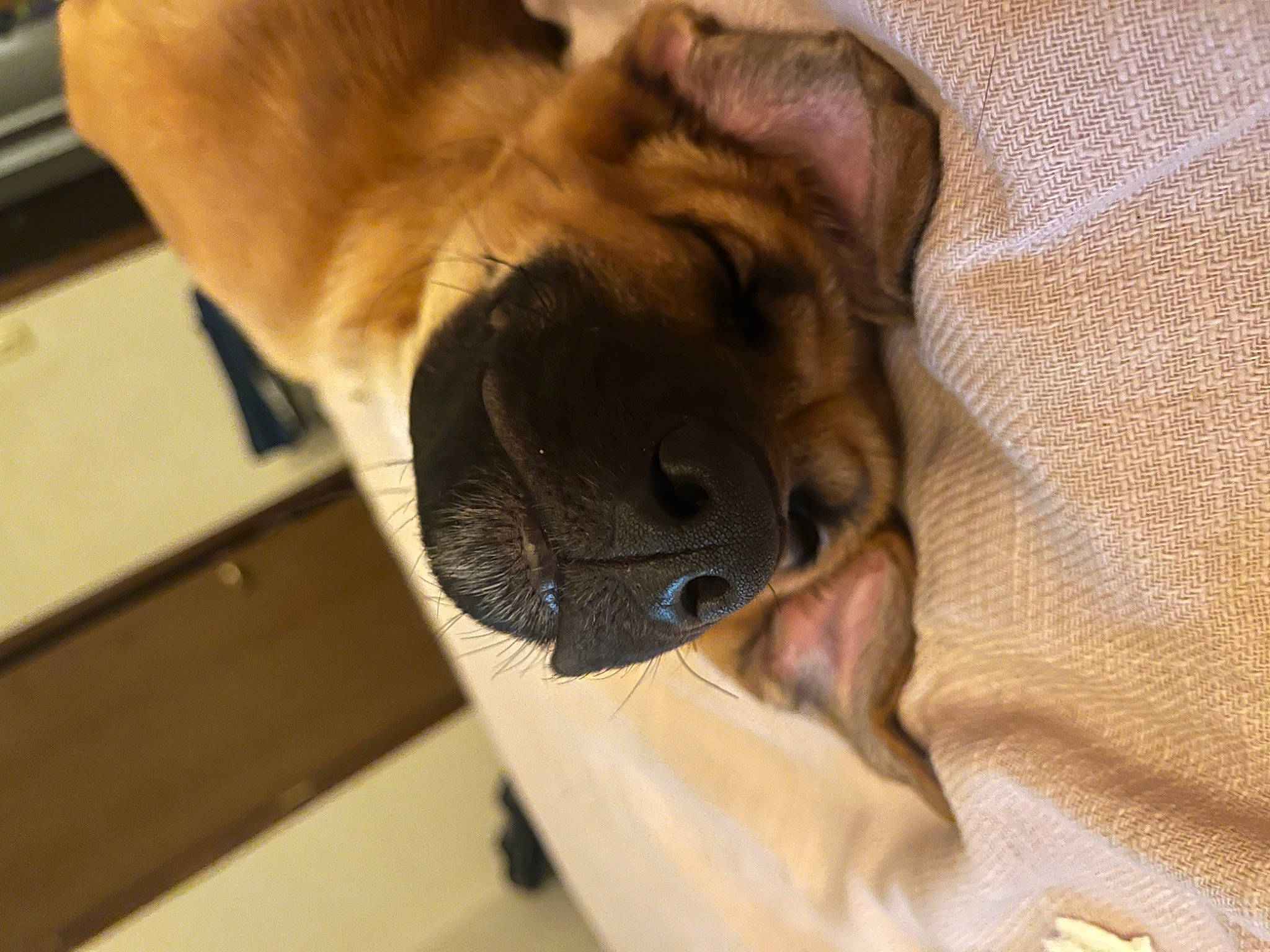 Dobby is registered to the contest to win money with this photo: brown, bulldog, carnivore, comfort, companion_dog, dog, dog_breed, ear, fawn, felidae, liver, small_to_medium_sized_cats, snout, sporting_group, tail, toy_dog, whiskers, wood, working_animal, wrinkle