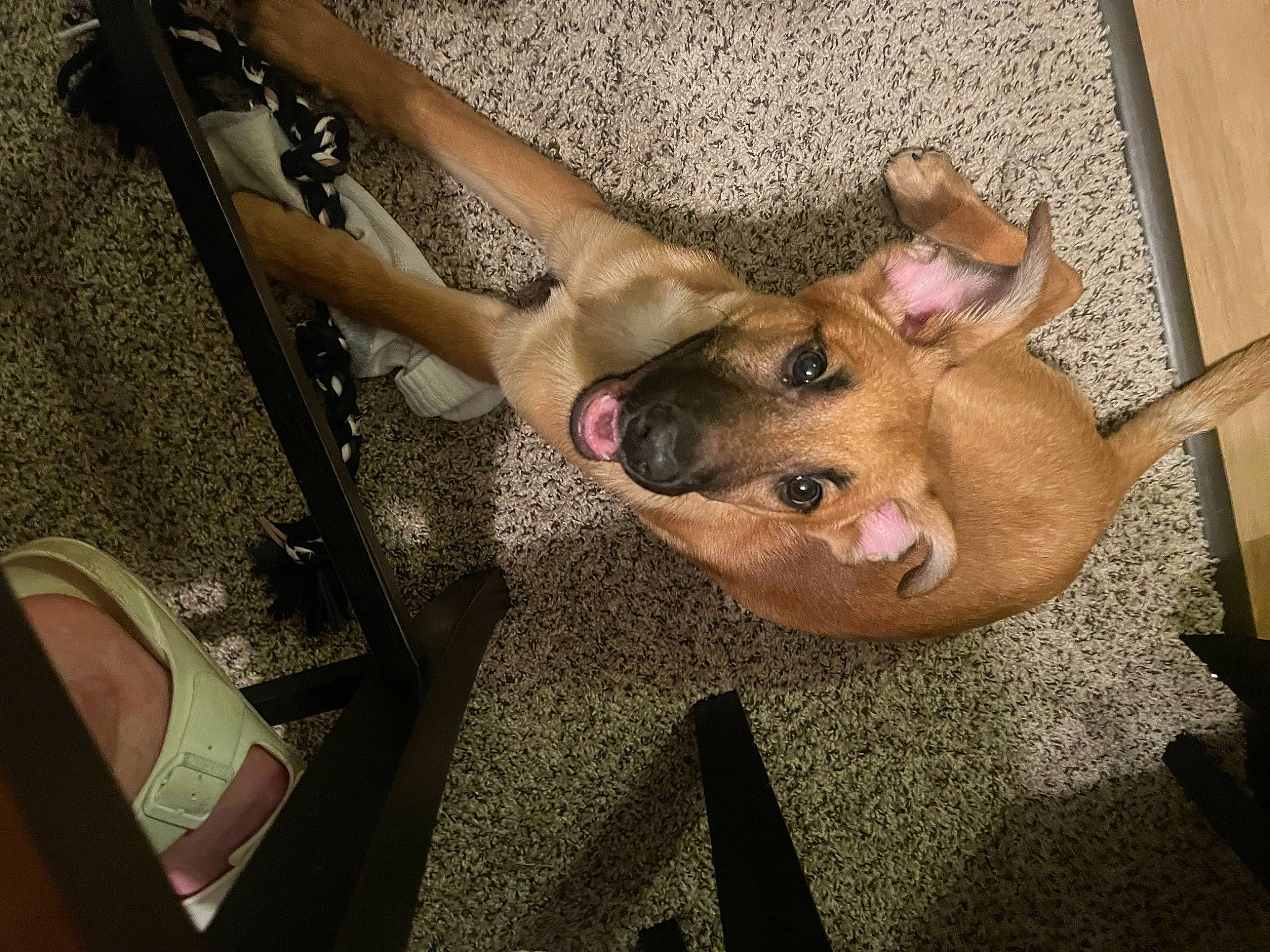 Dobby is registered to the contest to win money with this photo: canidae, carnivore, comfort, companion_dog, dog, dog_breed, fawn, flooring, foot, fur, human_leg, non_sporting_group, paw, selfie, snout, sporting_group, tail, thigh, toy_dog, working_animal