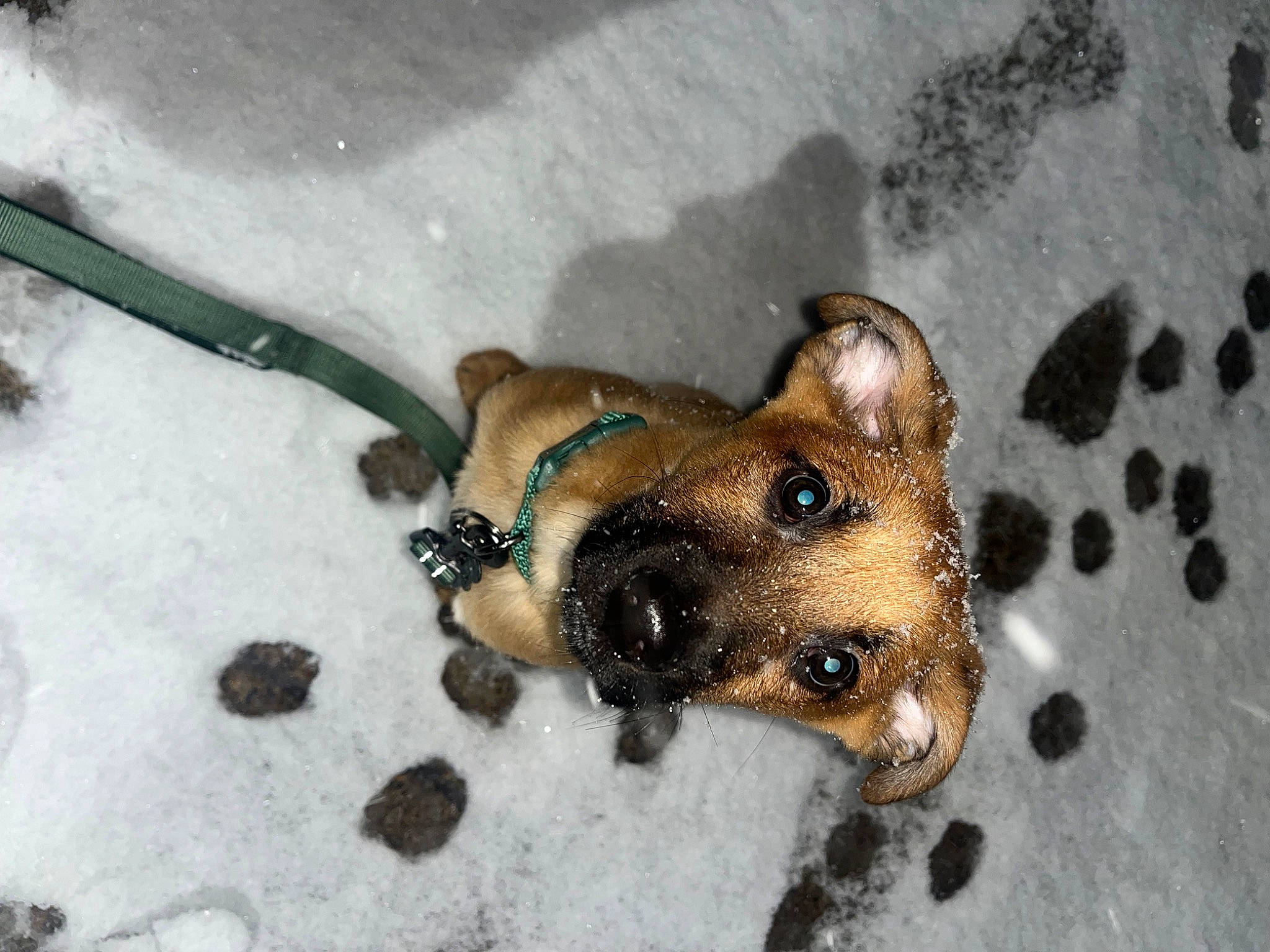 Dobby is registered to the contest to win money with this photo: canidae, carnivore, collar, companion_dog, dog, dog_breed, ear, fashion_accessory, fawn, fur, liver, metal, paw, snout, sporting_group, street_dog, tail, terrestrial_animal, whiskers, working_animal