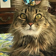 Carmella Jasmine joined the competition — help win amazing prizes! cat, fluffy, close_up, indoor, golden_eyes, fur, pet, animal, portrait, relaxed, tablecloth, wooden_chair, whiskers, face, domestic_cat, tabby, long_hair, curious, seated, feline