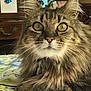 cat, fluffy, close_up, indoor, golden_eyes, fur, pet, animal, portrait, relaxed, tablecloth, wooden_chair, whiskers, face, domestic_cat, tabby, long_hair, curious, seated, feline