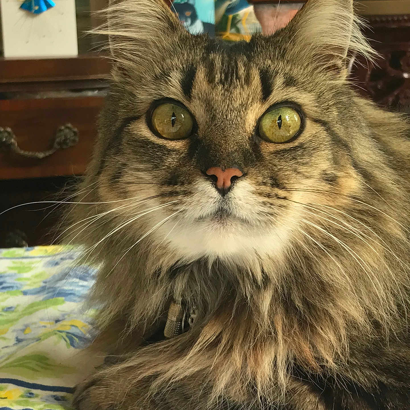 Carmella Jasmine joined the competition — help win amazing prizes! animal, cat, close_up, curious, domestic_cat, face, feline, fluffy, fur, golden_eyes, indoor, long_hair, pet, portrait, relaxed, seated, tabby, tablecloth, whiskers, wooden_chair