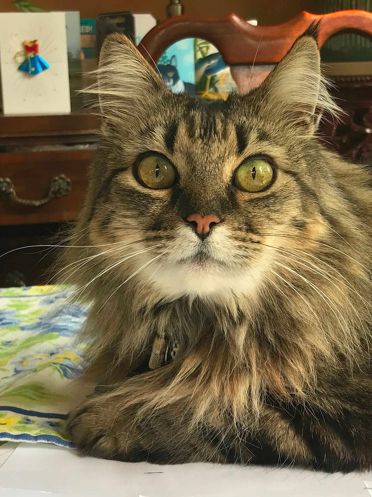 Carmella Jasmine joined the competition — help win amazing prizes! cat, fluffy, close_up, indoor, golden_eyes, fur, pet, animal, portrait, relaxed, tablecloth, wooden_chair, whiskers, face, domestic_cat, tabby, long_hair, curious, seated, feline