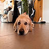 dog, golden_retriever, floor, tile, indoor, living_room, furniture, plant, vacuum_cleaner, wood, cozy, pet, laying_down, close_up, domestic_animal, household, relaxed, brown, canine, companion