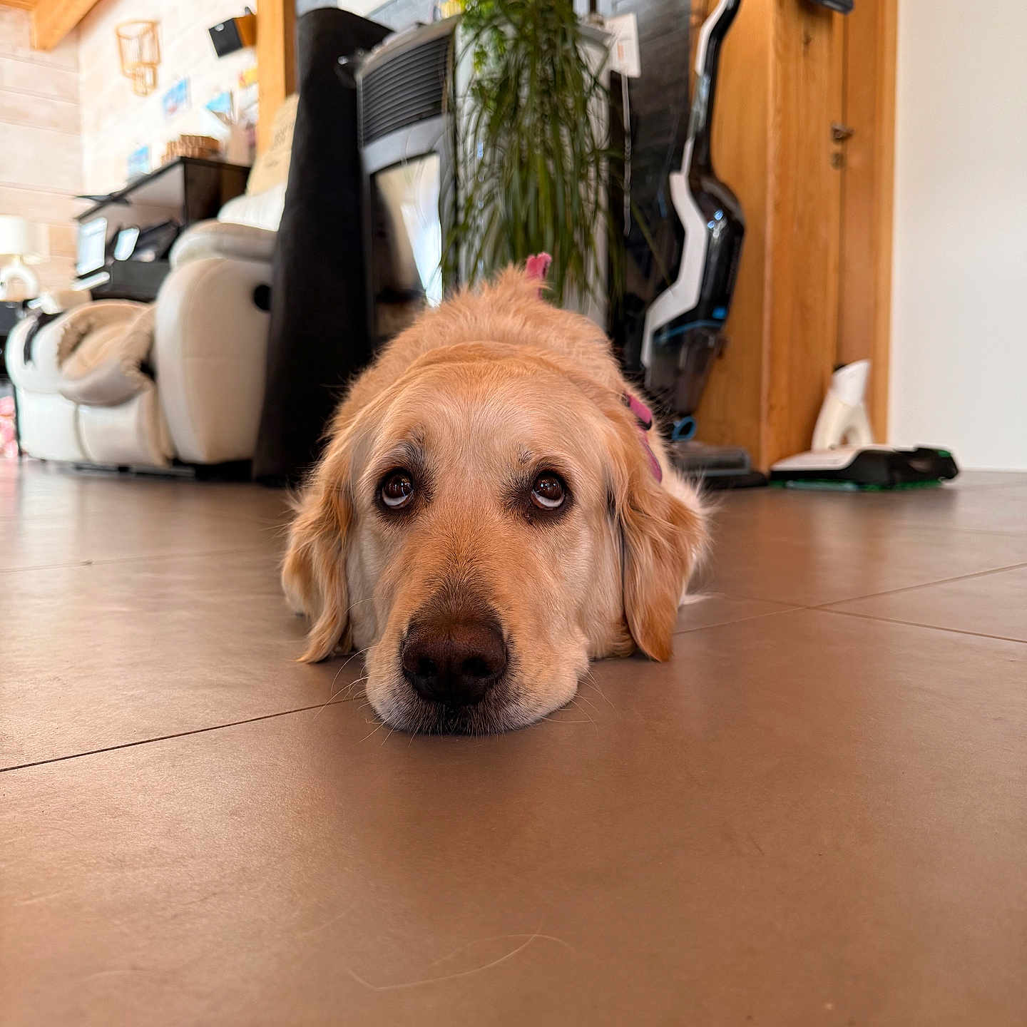 Shana a rejoint le concours — aidez-le/la à gagner de superbes lots ! dog, golden_retriever, floor, tile, indoor, living_room, furniture, plant, vacuum_cleaner, wood, cozy, pet, laying_down, close_up, domestic_animal, household, relaxed, brown, canine, companion