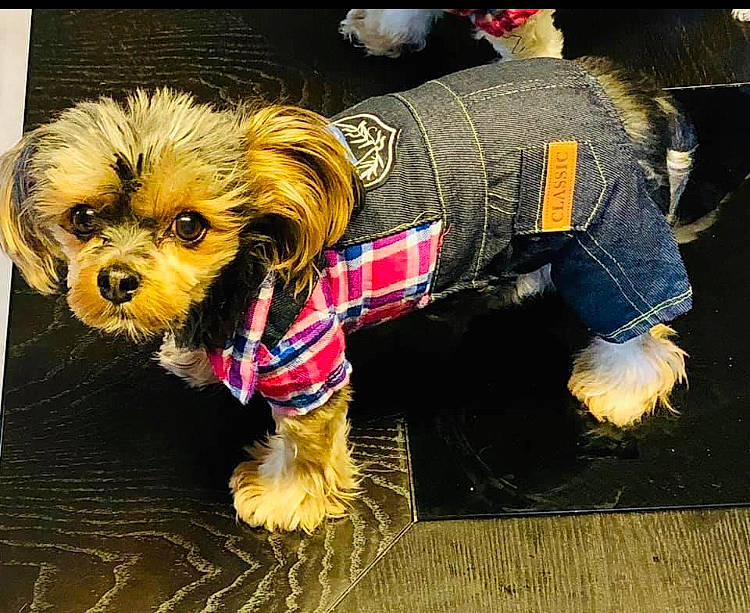 Piper joined the competition — help win amazing prizes! canidae, carnivore, companion_dog, dog, dog_breed, dog_clothes, dog_collar, dog_supply, fashion_accessory, fawn, fur, liver, pet_supply, small_terrier, snout, sporting_group, terrier, toy_dog, water_dog, working_animal