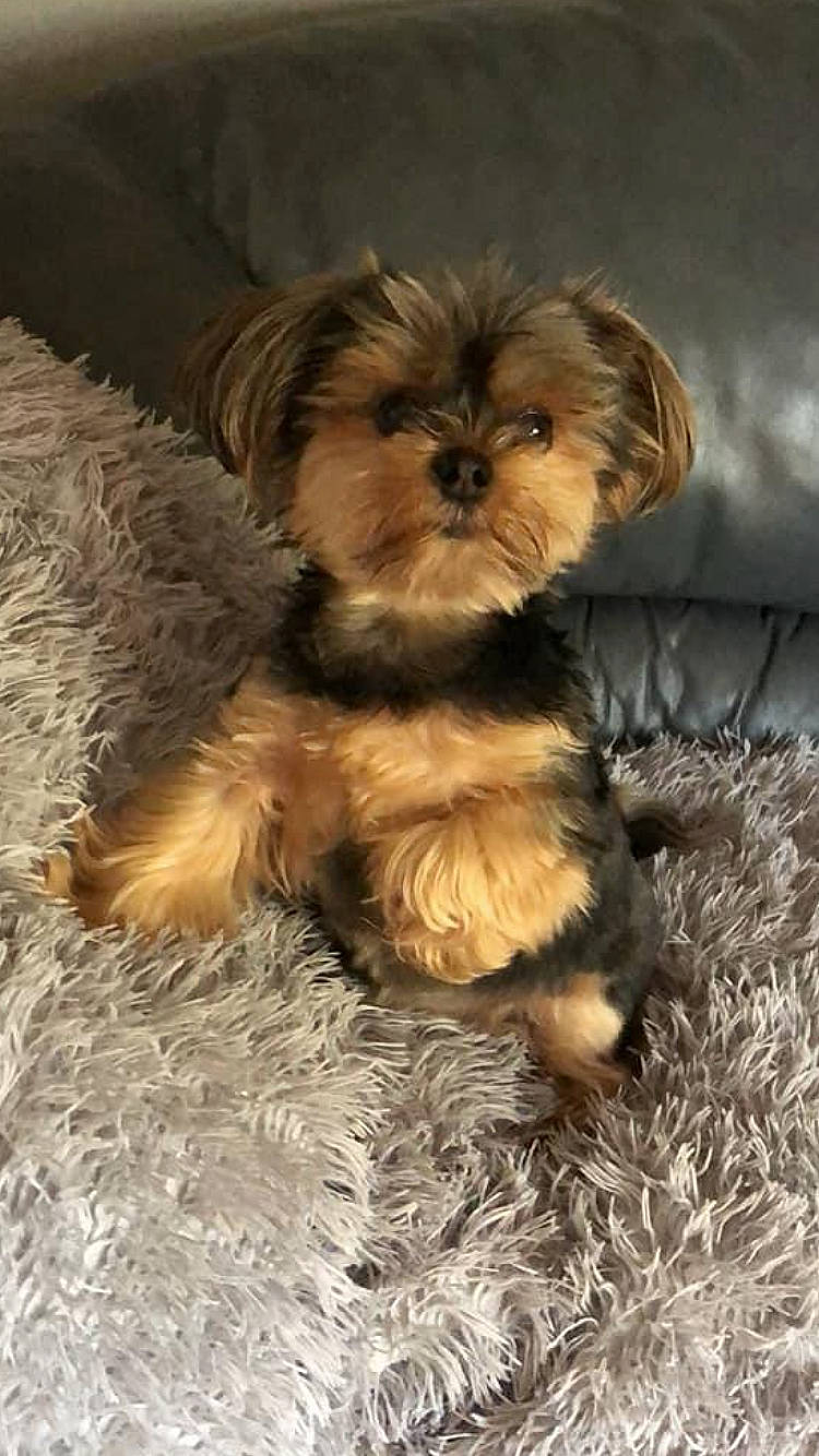 Piper joined the competition — help win amazing prizes! biewer_terrier, canidae, carnivore, companion_dog, dog, dog_breed, dog_supply, fawn, fur, liver, maltepoo, non_sporting_group, puppy_love, small_terrier, sporting_group, terrestrial_animal, terrier, toy_dog, working_animal, yorkipoo