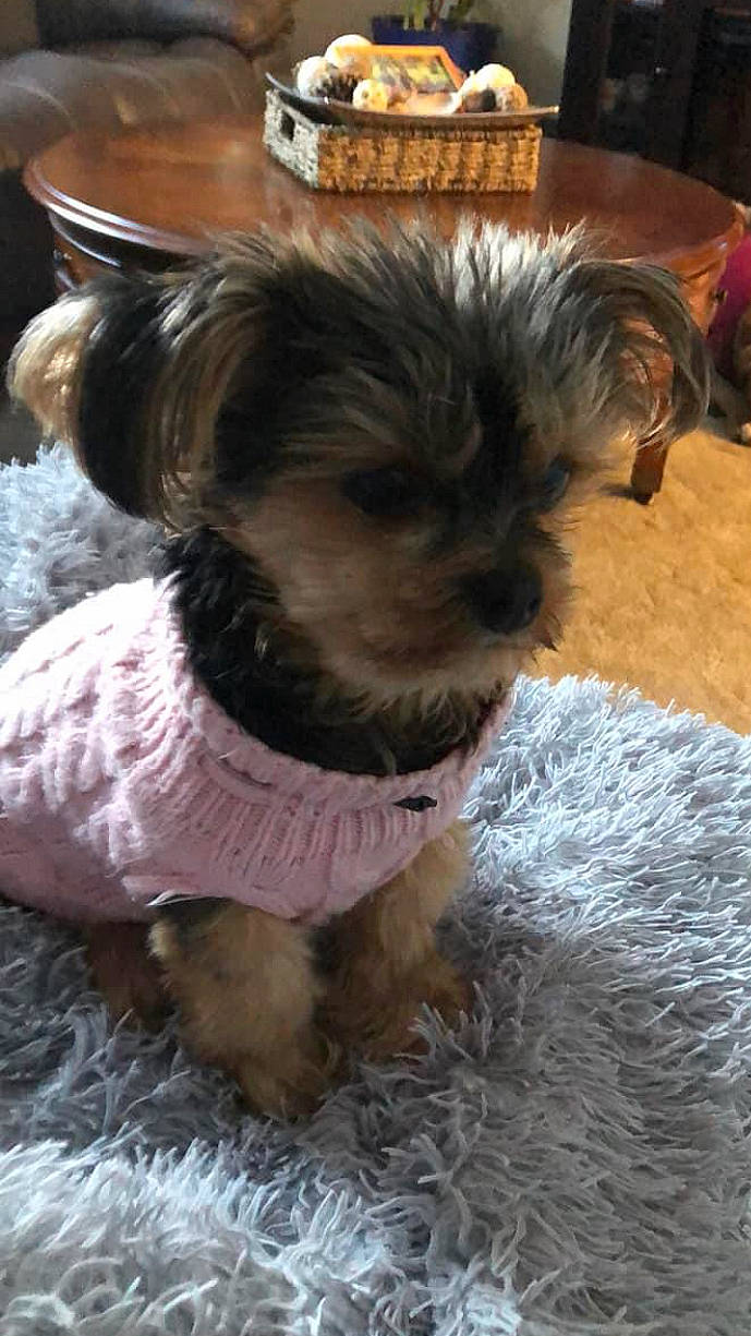 Piper is registered to the contest to win money with this photo: canidae, carnivore, collar, companion_dog, dog, dog_breed, dog_clothes, dog_collar, dog_supply, fawn, fur, liver, pet_supply, small_terrier, snout, terrier, toy_dog, whiskers, working_animal, yorkipoo