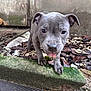 blur_background, close_up, concrete, curious, dog, ears, gray_coat, ground, leaves, mossy_step, nose, outdoor, paws, pet, portrait, puppy, soil, tongue_out, wall, young