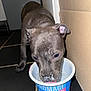 Wagon participe au concours pour gagner de l'argent avec cette photo : brown_puppy, cardboard, closeup, curious, dog, feeding, flash, floor, food_container, indoor, kitchen, licking, messy, nose, pet, puppy, tiles, tongue, whiskers, yogurt_container