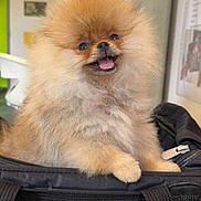 Yumi participe au concours pour gagner de l'argent avec cette photo : animal, black_bag, canine, companion, cute, dog, domestic_animal, fluffy, friendly, fur, happy, indoor, mesh_bag, pet, pomeranian, portrait, puppy, small_dog, smiling, tongue_out